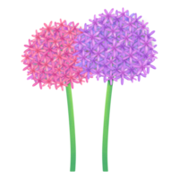 allium flores ilustración png