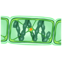 Spirogyra sp. structure illustration by hand drawn png
