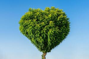 Tree with green leaves in the shape of a heart against a blue sky. The concept of love for nature and environmental protection. Valentine's day background. photo