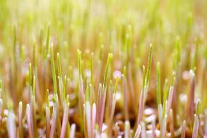 Wheatgrass seedlings close-up, illuminated by the sun. Vegan healthy food. photo