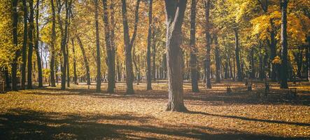 Leaf fall in the city park in golden autumn. Landscape with maples and other trees on a sunny day. Vintage film aesthetic. photo