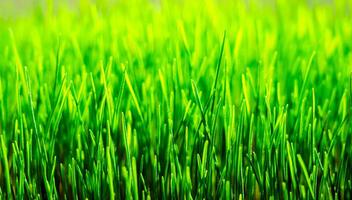 Wheatgrass seedlings close-up, illuminated by the sun. Vegan healthy food. photo