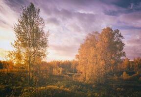 Sunset on a field with grass and birces in golden autumn. Vintage film aesthetic. photo