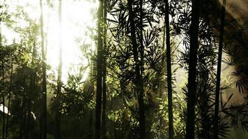 a bambu bosques do Arashiyama video