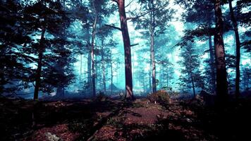 presto mattina a foresta nascondiglio nel il nebbia video