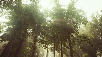 Strahlen von Sonnenlicht im ein neblig Wald im Herbst erstellen ein magisch Stimmung video