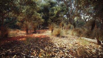 bomen en stenen in Australisch woestijn video