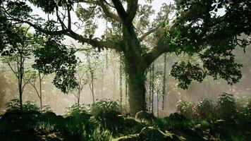 dense tropical forêt tropicale avec Matin brouillard video