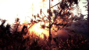 Sonnenstrahlen Streaming durch das Kiefer Bäume video