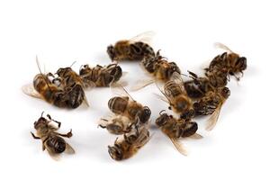 muerto abejas en un blanco antecedentes. un montón de muerto abejas. foto