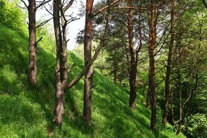 Sunlit Green Forest Slope photo