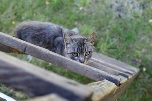 Gray cat on a ladder photo