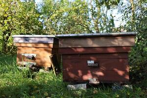 Old beehives at the apiary photo