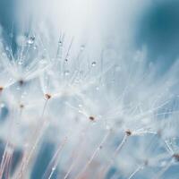 Romantic dandelion seed in springtime, blue background photo