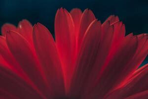 hermosa rojo flor pétalos en primavera, rojo antecedentes foto