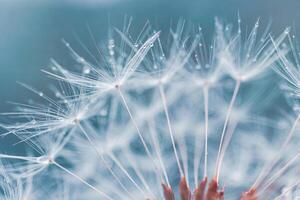 Beautiful dandelion flower seed in springtime photo