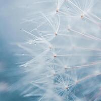 Beautiful dandelion flower seed in springtime, blue background photo