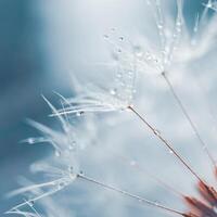 Beautiful dandelion flower seed in springtime, blue background photo