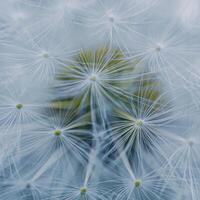 Beautiful dandelion flower seed in springtime photo