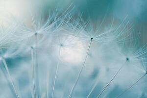 Romantic dandelion seed in springtime, blue background photo