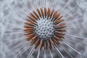 Beautiful dandelion flower seed in springtime, blue background photo