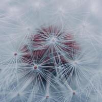 Beautiful dandelion flower seed in springtime, blue background photo