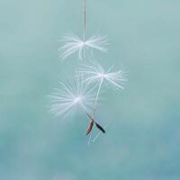 Beautiful dandelion flower seed in springtime, blue background photo