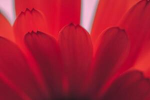 beautiful red flower petals in springtime, red background photo