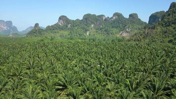 aéreo de palma petróleo plantación en el escénico krabi provincia, tailandia video