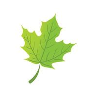 Leaf plant foliage illustration on white vector