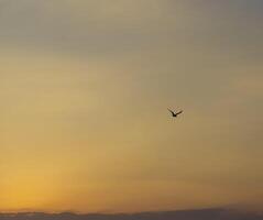 Disparo de el dramático amanecer por el mar. Gaviota en el cielo. naturaleza foto