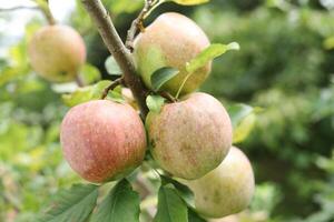 Red apples grow on a tree photo