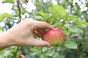 Hand plucks a red apple in the garden photo