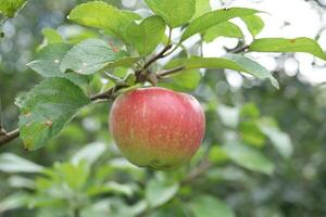 rojo manzanas madurar en jardín foto