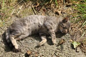 A gray cat basks in the sun photo