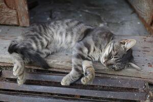 gris gato es dormido en peldaño foto