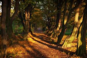 Beautiful trail in autumn. Autumn landscape. photo