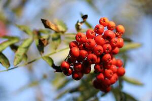 Rowan orange berries on a tree photo