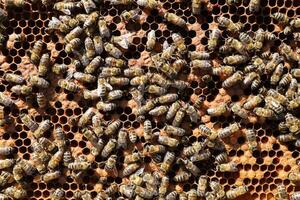 abejas en un marco con panales foto