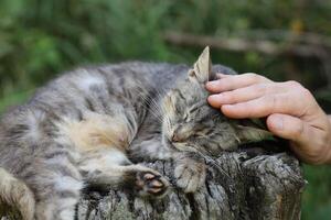 Hand strokes a gray cat photo