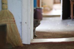 el gato mira fuera desde el puerta foto