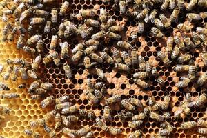 Bees on a frame with honeycombs photo