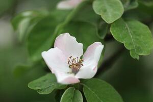 White quince flower close up. photo