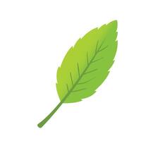 Leaf plant foliage on a white background vector