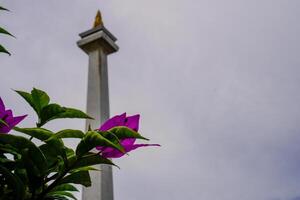 Central Jakarta, January 30, 2024 - The pink flowers look beautiful against the backdrop of the Indonesian National Monument. photo