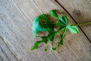 Close-up view of leaves eaten by caterpillars lying on a wooden table. photo