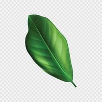 Realistic tropical plants green leaf design vector