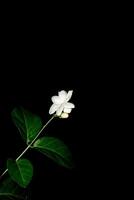 jasmine flowers on a black background, close up from a parallel viewpoint. photo