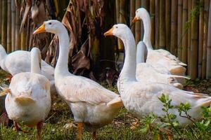 a group of geese gathering in a farm field. photo