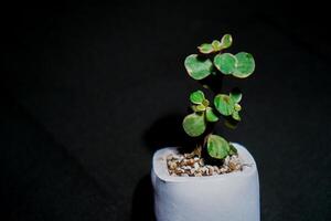 cactus flower in white pot on black background, photo